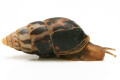 Limicolaria flammea Nigeria dark stripes adult